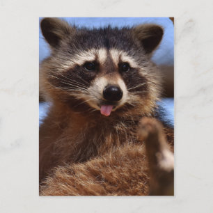 Carte Postale Drôle Raccoon Sticking It's Tongue Out