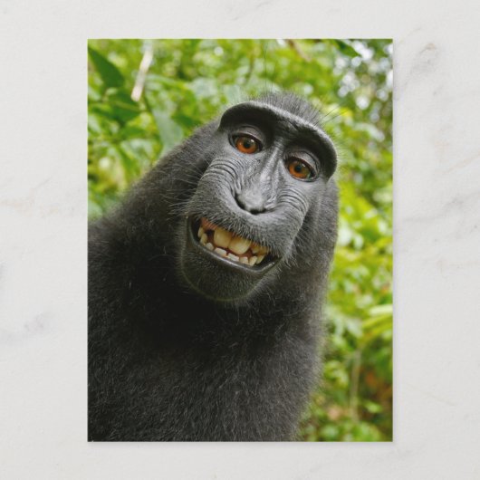 Carte Postale Drôle Singe Resté Souriant Silly Selfie (Devant)