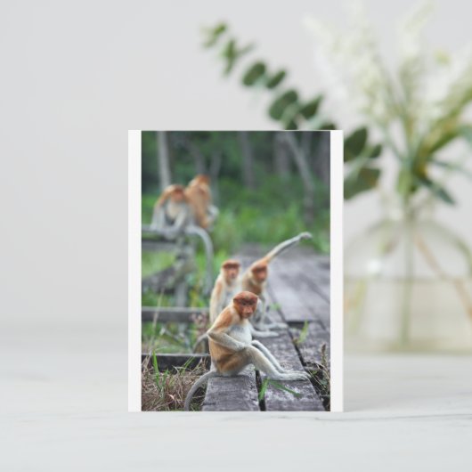 Carte Postale Drôle singes Proboscis (Debout devant)