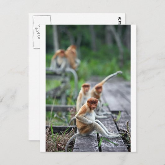 Carte Postale Drôle singes Proboscis (Devant / Derrière)