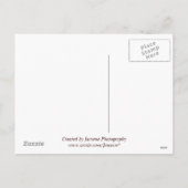 Carte postale drôle Thanksgiving (Dos)