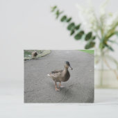Carte postale Drôle Wadden Duck (Debout devant)