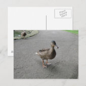 Carte postale Drôle Wadden Duck (Devant / Derrière)