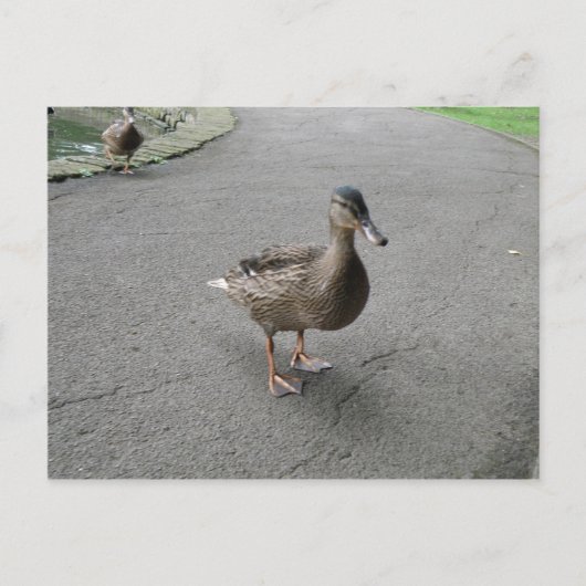 Carte postale Drôle Wadden Duck (Devant)