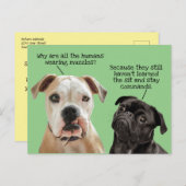 Carte Postale Drôles de chiens mignons assis/à leur place sans m (Devant / Derrière)