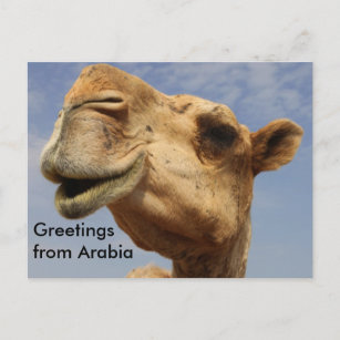 Carte Postale Dromedary chameau