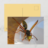 Carte Postale Drone de Papier nordique ou doré (P. fuscatus) (Devant / Derrière)