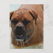 Carte Postale Drooling Bordeaux Mastiff (Devant)