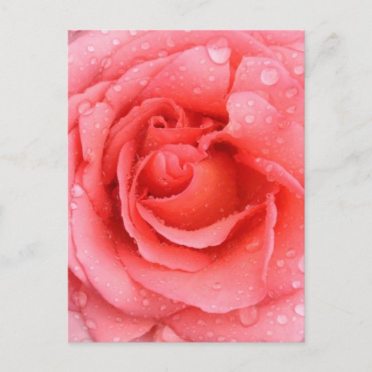 Carte Postale Drops d'eau rose romantique (Devant)