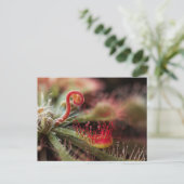 Carte Postale Drosera Capillaris (Debout devant)