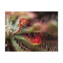 Drosera Capillaris