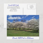 Carte Postale Druid Hill Park au printemps (Devant / Derrière)