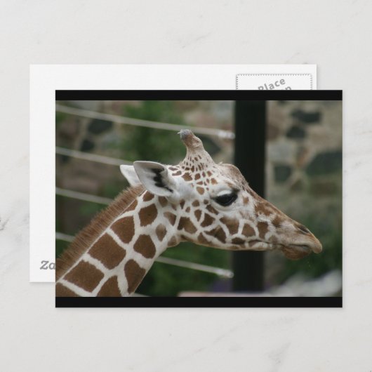 CARTE POSTALE DSC00238 (Devant / Derrière)