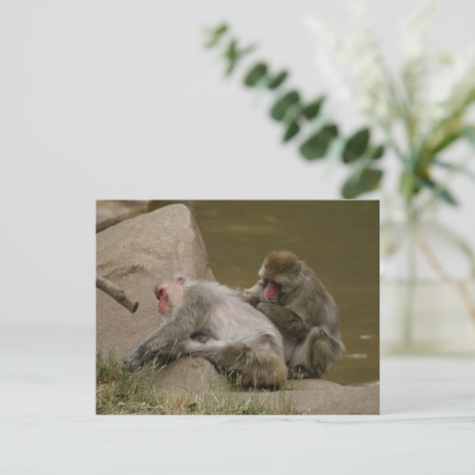 CARTE POSTALE DSC00342 (Debout devant)