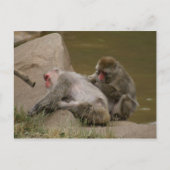 CARTE POSTALE DSC00342 (Devant)