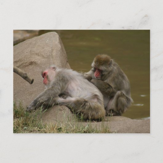 CARTE POSTALE DSC00342 (Devant)