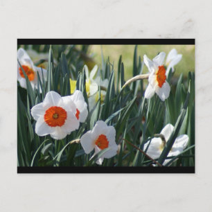 Carte Postale DSC01730 a