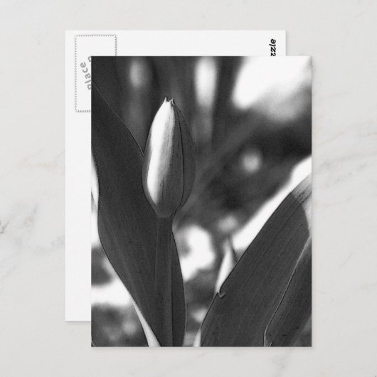 Carte Postale DSC02422 c (Devant / Derrière)