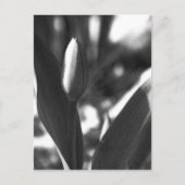 Carte Postale DSC02422 c (Devant)