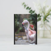 CARTE POSTALE DSC02490 (Debout devant)