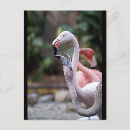 CARTE POSTALE DSC02490 (Devant)