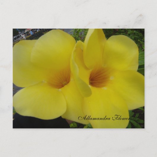 Carte Postale DSC03203, Fleurs Allamandra - Cus... -Personnalisé (Devant)