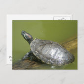 CARTE POSTALE DSC04275 (Devant / Derrière)