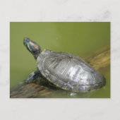 CARTE POSTALE DSC04275 (Devant)