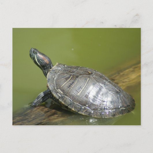 CARTE POSTALE DSC04275 (Devant)