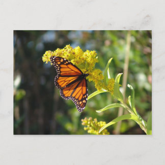 CARTE POSTALE DSC05261