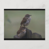 CARTE POSTALE DSC07310 (Devant)