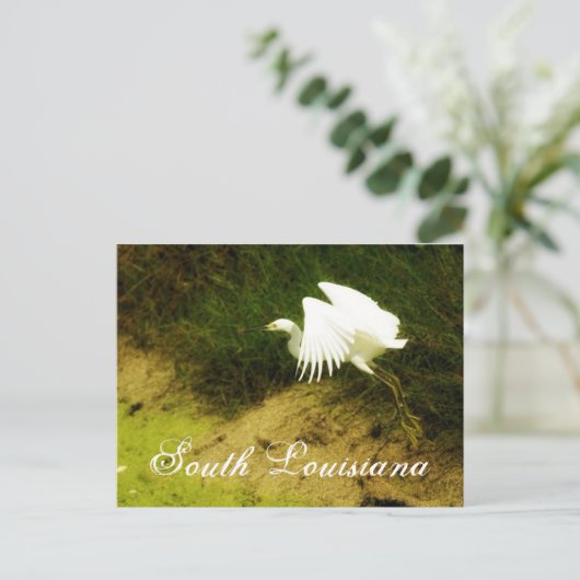 Carte Postale DSC08779bb, Louisiane du Sud (Debout devant)