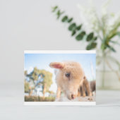 CARTE POSTALE _DSC2491 (Debout devant)