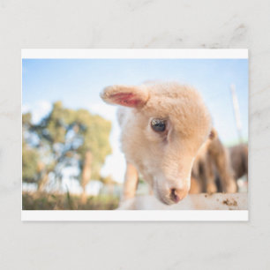CARTE POSTALE _DSC2491