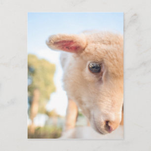 CARTE POSTALE _DSC2491