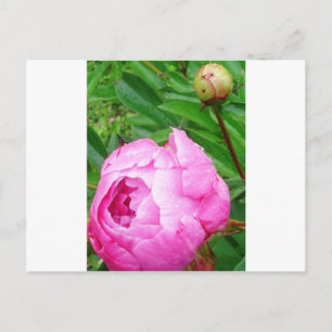 CARTE POSTALE DSCI0964.JPG