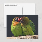 Carte postale du baiser d'inséparable (Devant / Derrière)