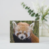 Carte postale du bandit rouge (Debout devant)