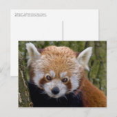 Carte postale du bandit rouge (Devant / Derrière)