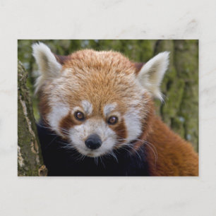 Carte postale du bandit rouge