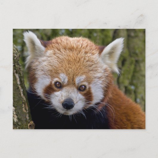 Carte postale du bandit rouge (Devant)