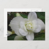 Carte postale du beau oeillet blanc (Devant / Derrière)