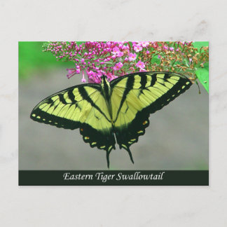 Carte postale du beau papillon swallowtail tigré 5