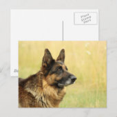 Carte postale du berger allemand mignonne (Devant / Derrière)