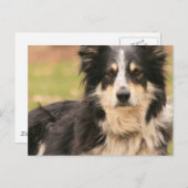 Carte postale du berger australien (Devant / Derrière)