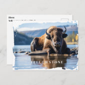 Carte postale du bison de Yellowstone (Devant / Derrière)