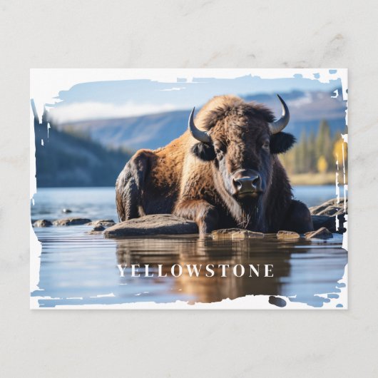 Carte postale du bison de Yellowstone (Devant)