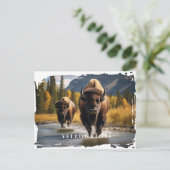 Carte postale du bison de Yellowstone (Debout devant)