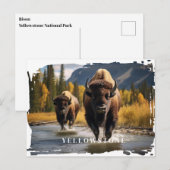 Carte postale du bison de Yellowstone (Devant / Derrière)