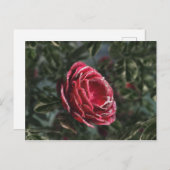 Carte postale du cadeau d'adieu de l'hiver (Devant / Derrière)